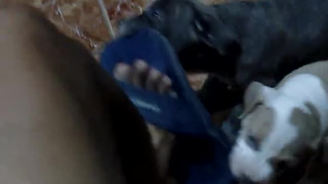Cute baby bully dog bite my sandal