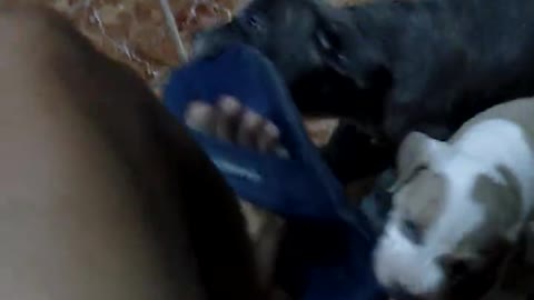 Cute baby bully dog bite my sandal