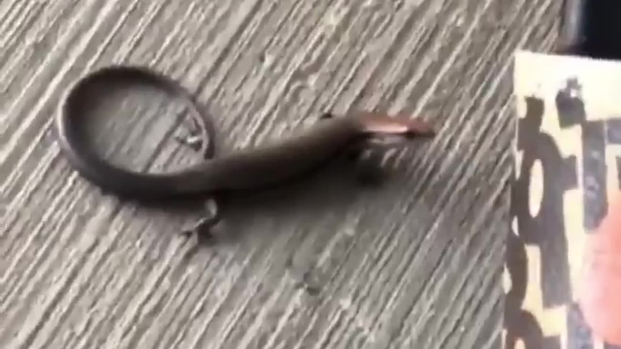Wildlife & Funs
