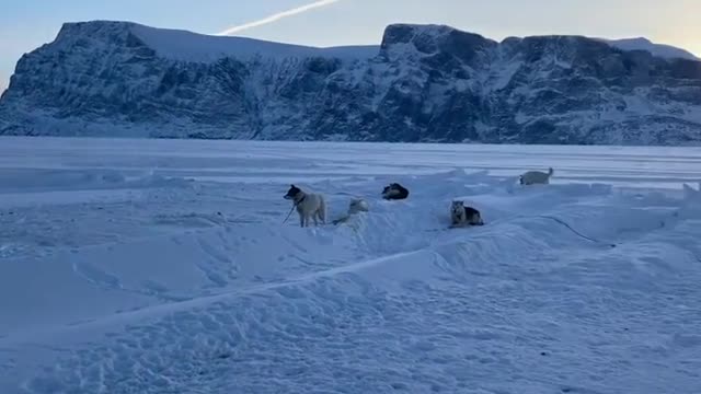 Greenland Dog Sledding Tours | Sikutours.com