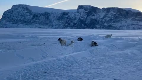 Greenland Dog Sledding Tours | Sikutours.com