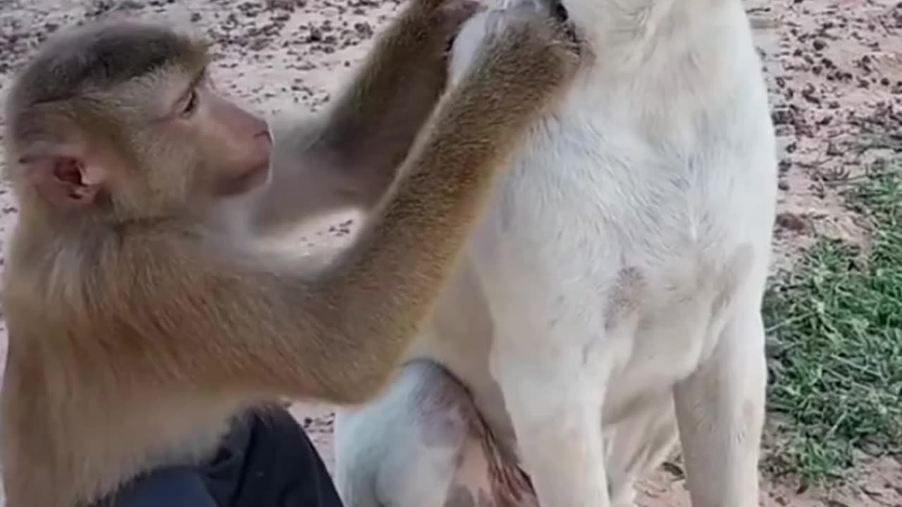 Great Monkey just wants her dogs love and hugs us.😲😲