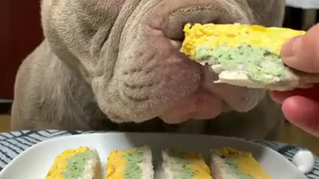 Cute Puppy ASMR Eating Cake Look Like The Human Very Delicious