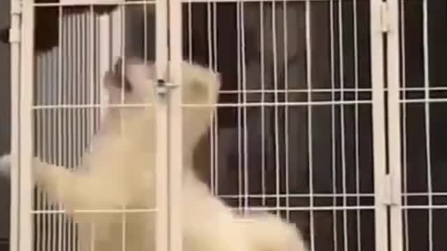 Funny puppy being leave alone in the cage