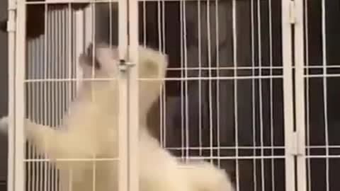 Funny puppy being leave alone in the cage