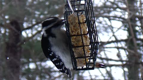 Hairy Woodpecker