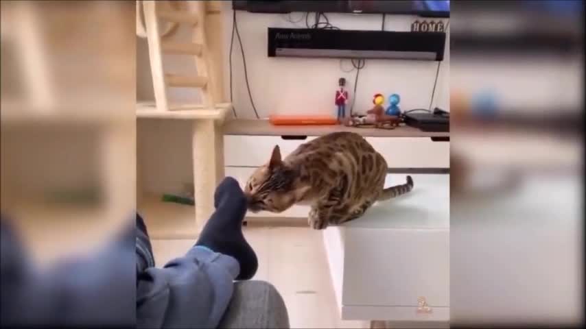 Cat tickling the owner's foot