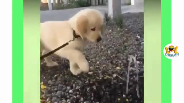 Enjoy the best cute and funny dog ​​compilation of all time