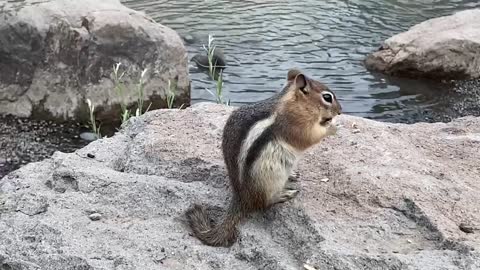 Groundhog eating a nut