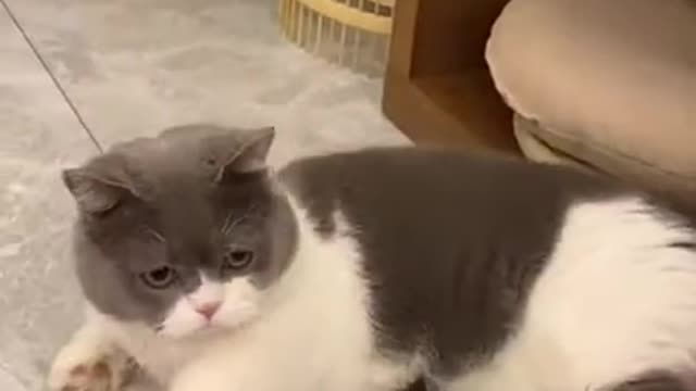 the cutest cat in the world -Cutelut