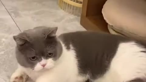the cutest cat in the world -Cutelut