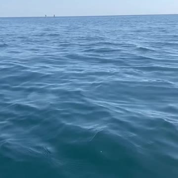 Jellyfish swimming in the sea