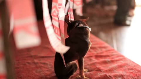 Chihuahua dog sitting under the table