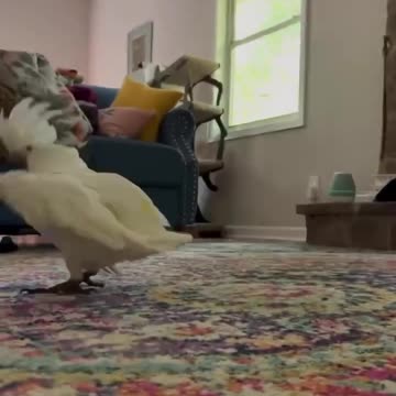 The parrot is happy to sing Happy Birthday