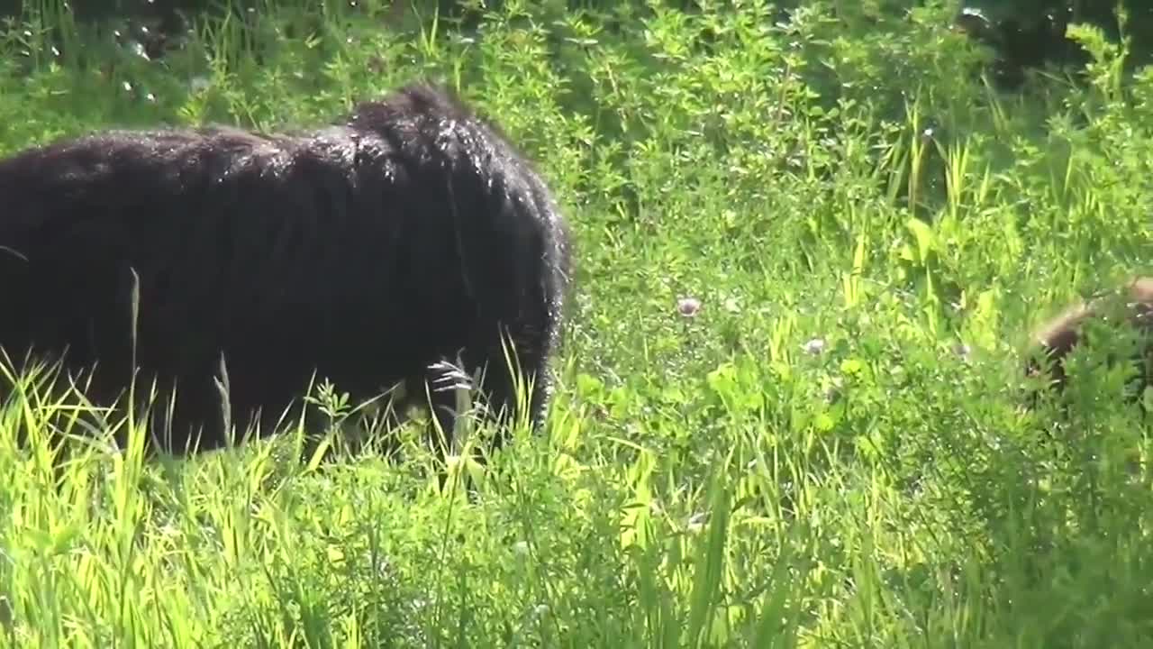Wild animals video 🐅