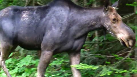 Hungry moose deo munch awey😱