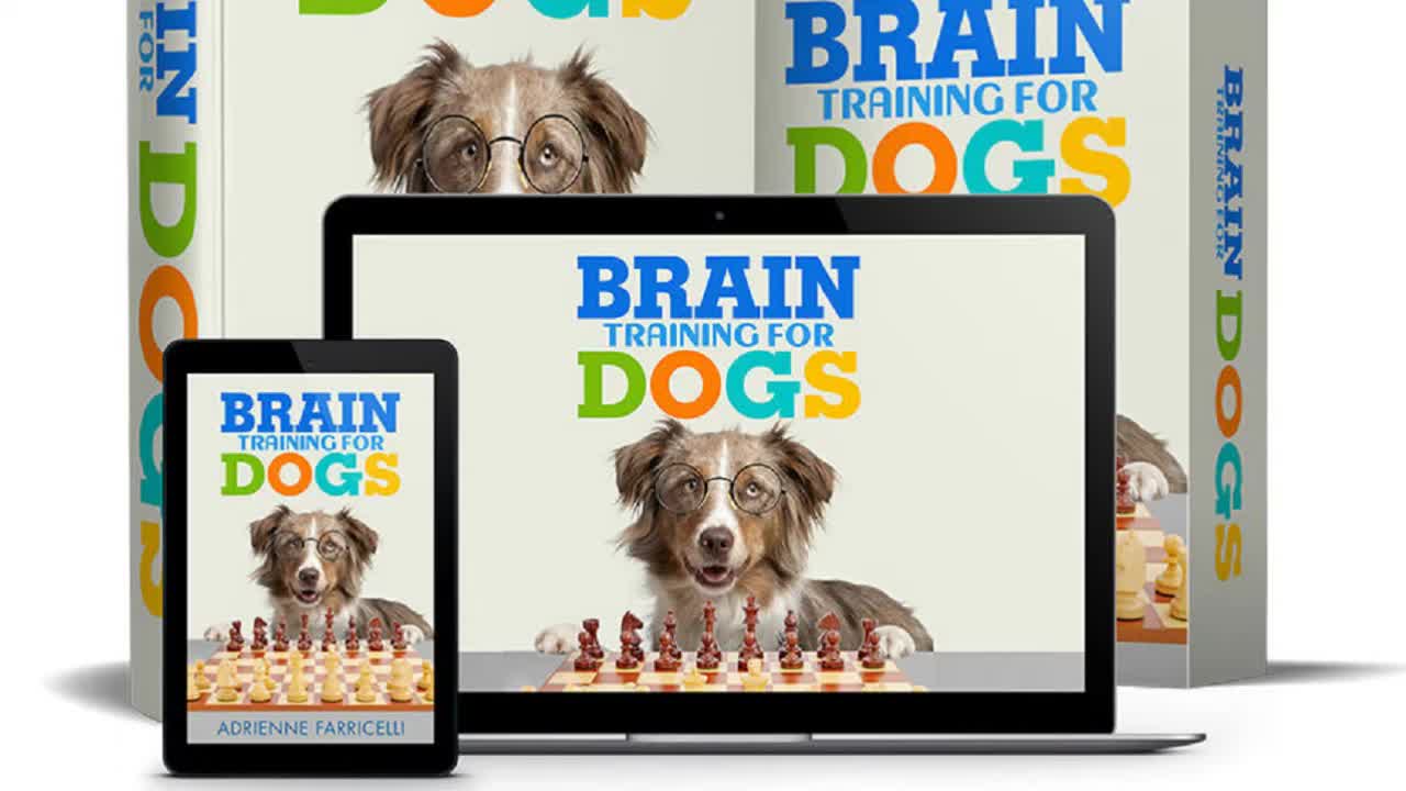 Brain Training for Dogs-how to teach a dog to understand you?
