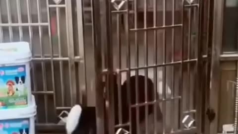 Funny dog videos