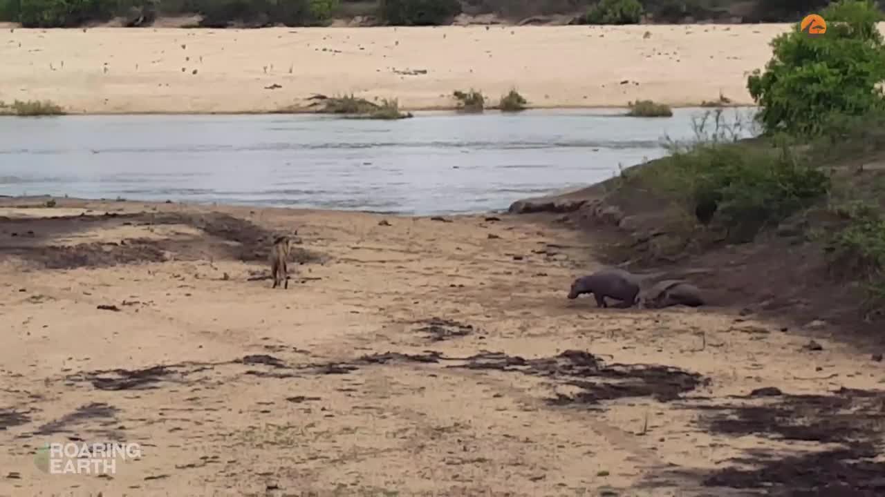 Hippos have a notorious reputation as one of Africa’s fiercest