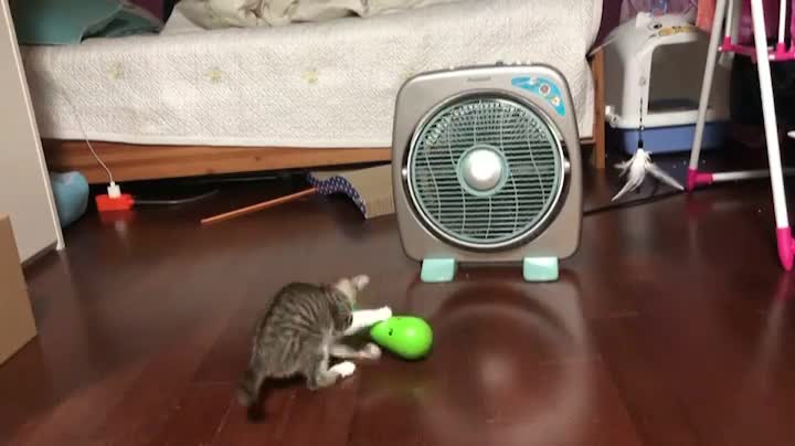 The green monster and the crazy little kitten 3