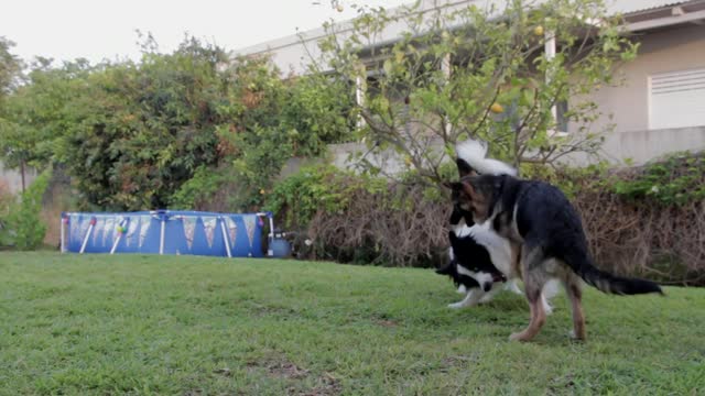 funny dogs playing with each other