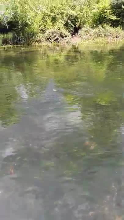Little brown trout of the Toccoa River