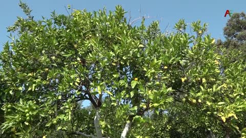 В Абхазии скоро начнется цитрусовый сезон