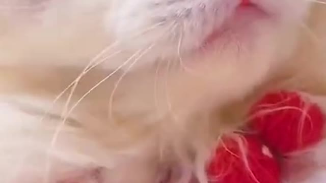 Funny Cats and Dogs cute moments