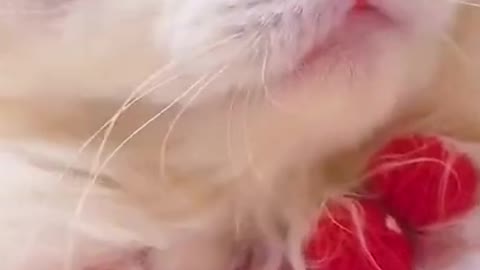 Funny Cats and Dogs cute moments