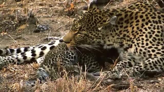 Mother Leopard Climbed Tree To Save Her Cub, Eagle Received Tragic End When It Touched Baby Leopard