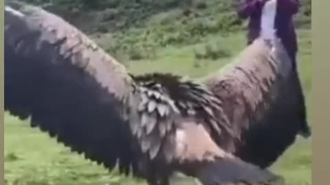 Animals lover