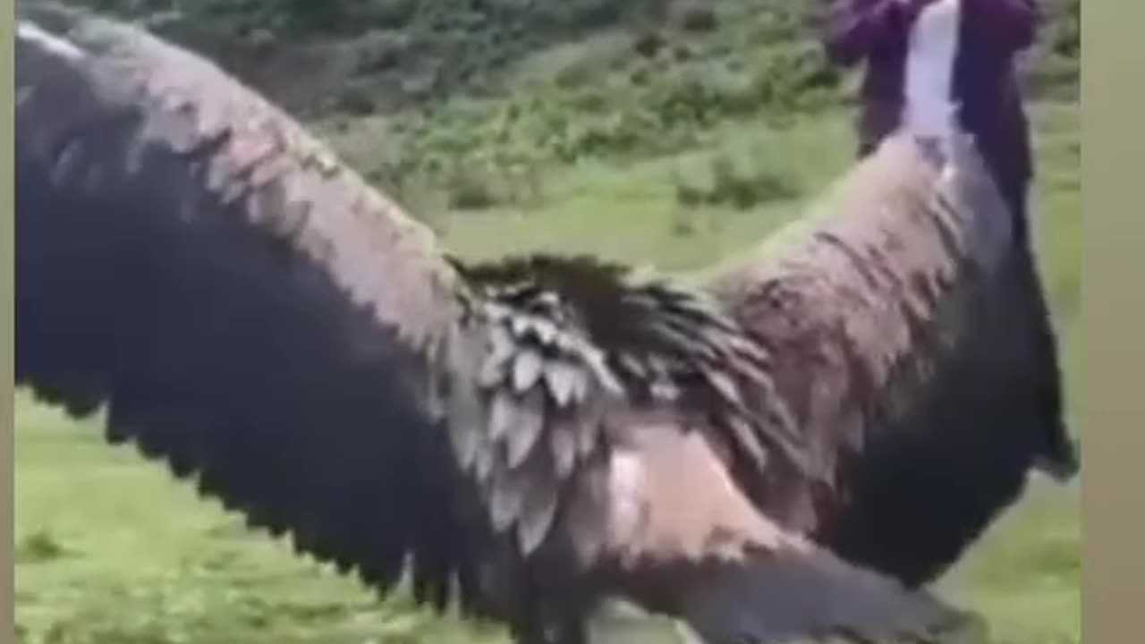 Animals lover