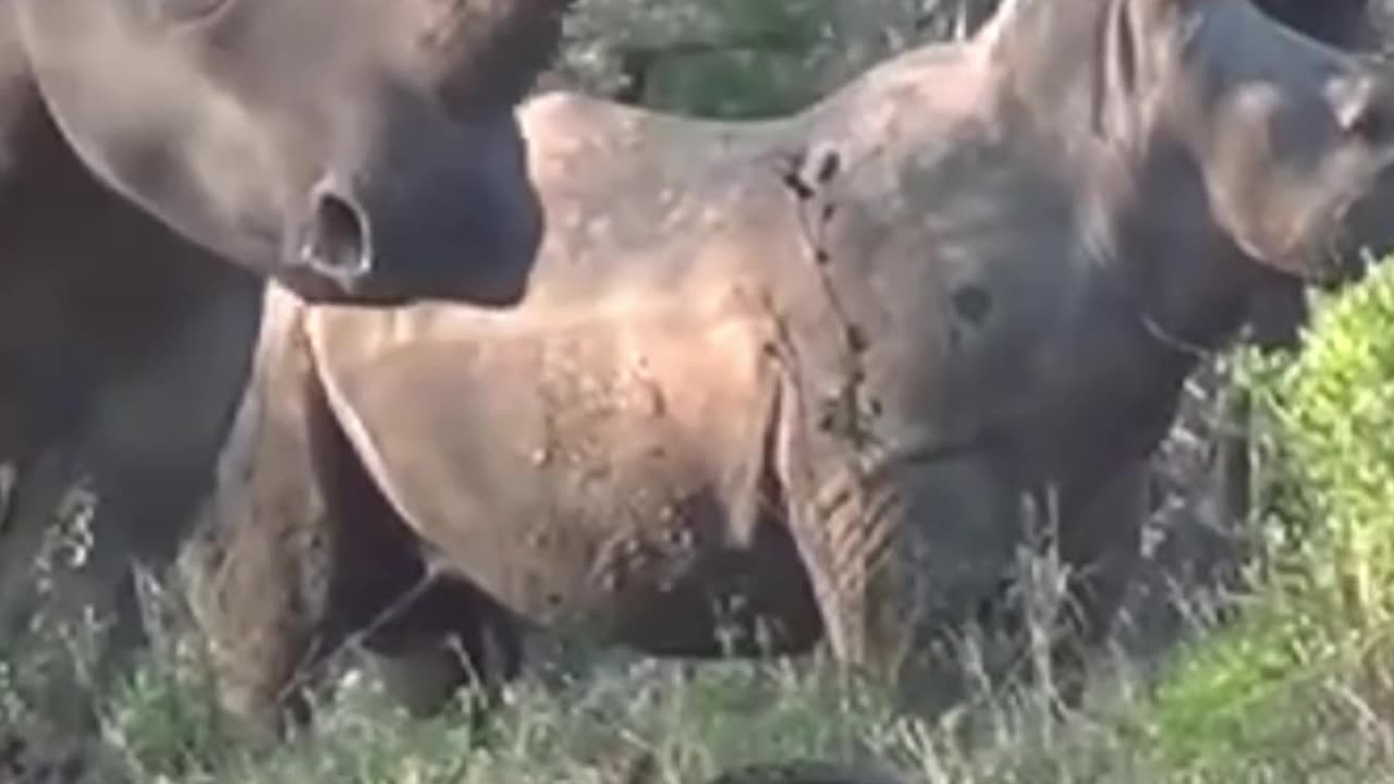 Rhinos attack sleeping lion