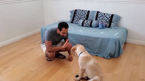 Free Pets Training