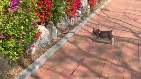 among the pretty flowers