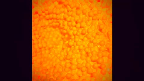 Mustard lemon Grot