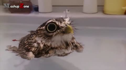 Funny animal Owl