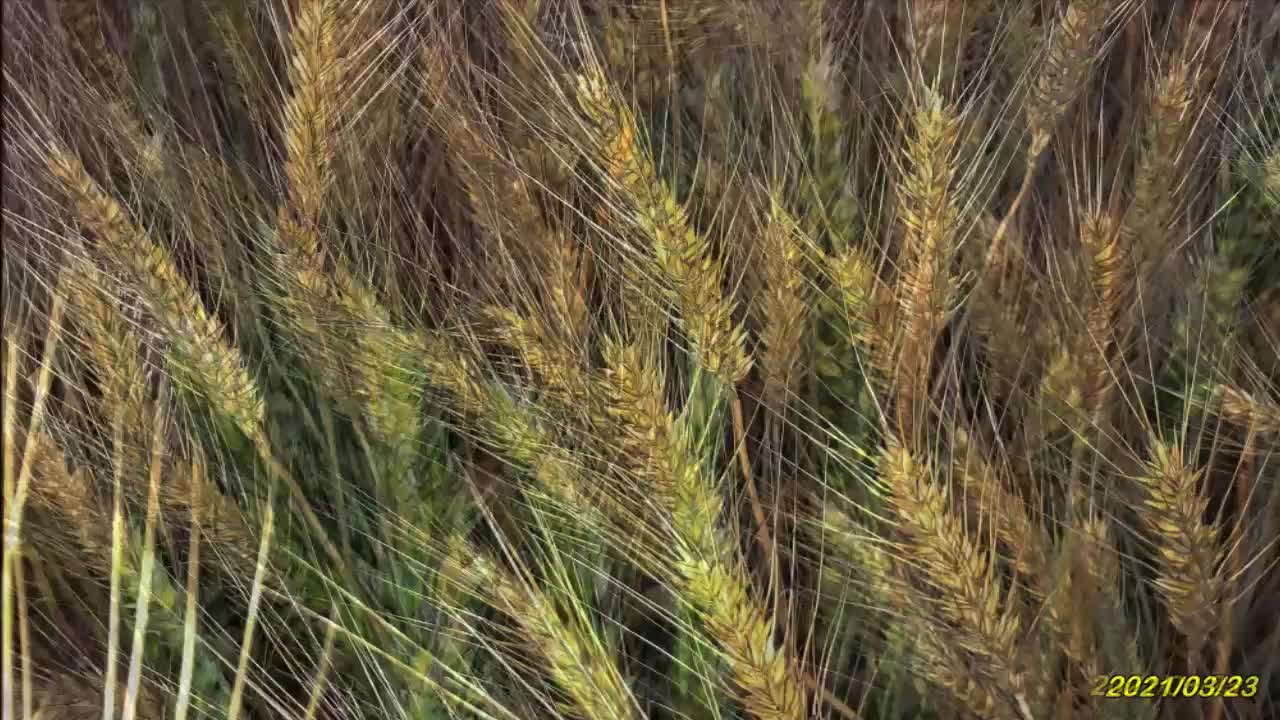 21_0323大雅-台北