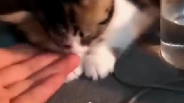 Cute and Funny Cat Videos Compilation