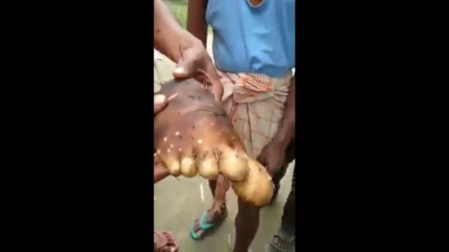 Amazing Greater Yam Like Foot