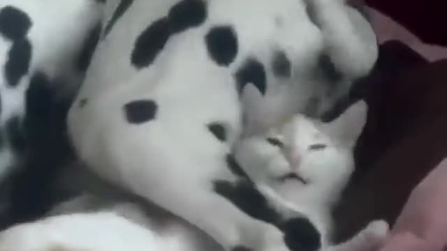 Stop it 😂😁😂😁🤣 #shorts #funny #videos