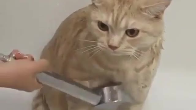 the cat doesn't wants bath