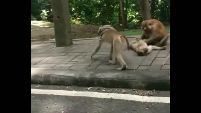 Nonsense Monkey funny video