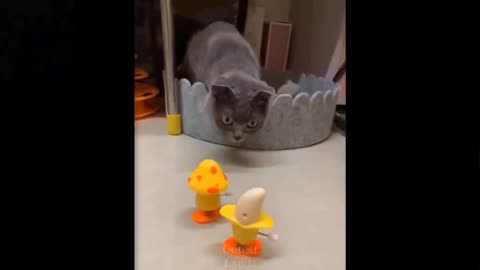 Funny and cute pets😂