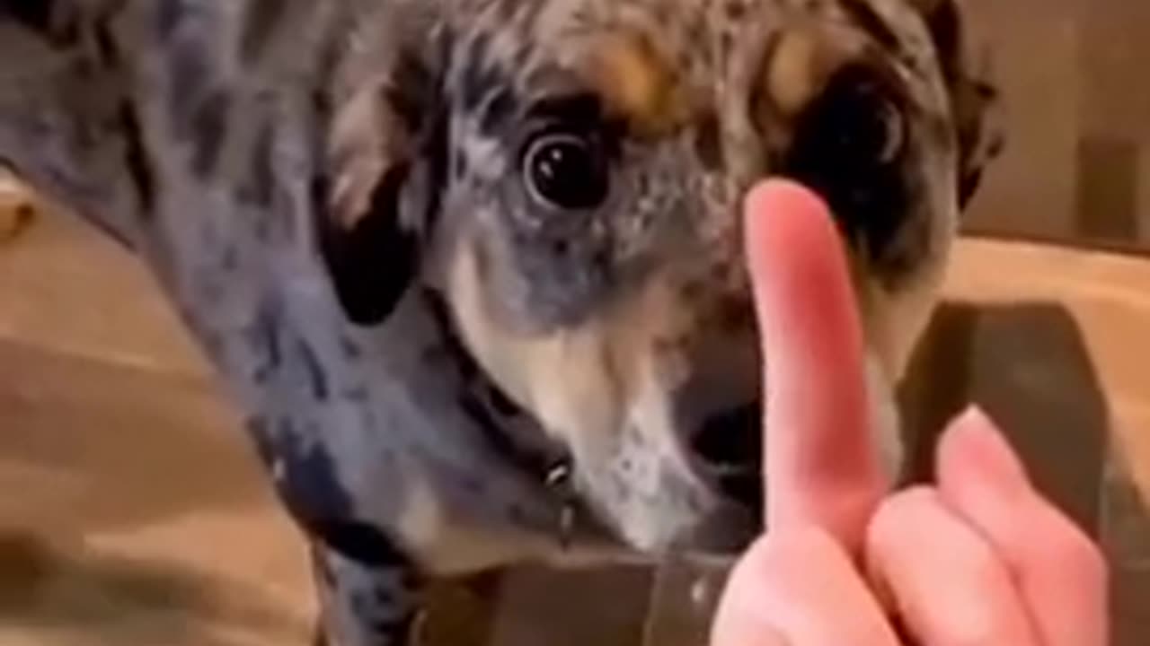 Dogs reacting to the middle finger