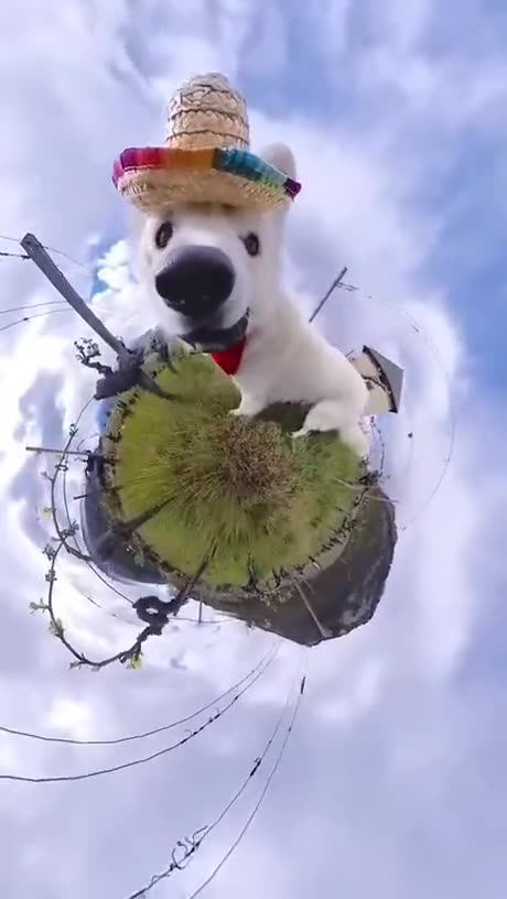 Happy Face ☀️🐶✨