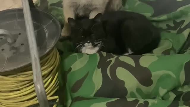 The dog and the cat are good friends