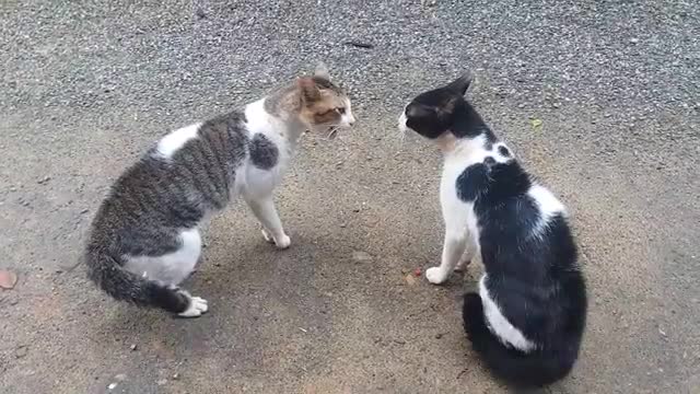 Cat fight