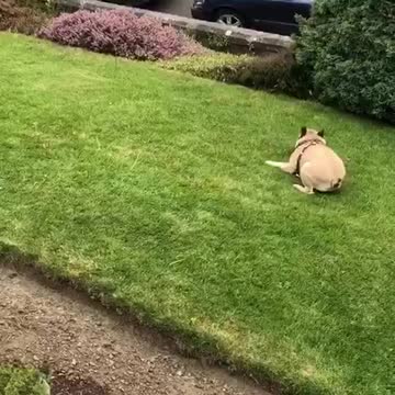 Frenchie does 360 spin