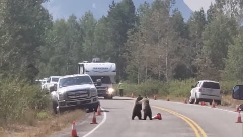 Bear cross road and do funny things | funny bears